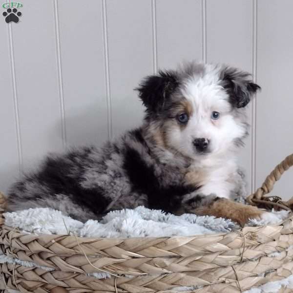 Ollie, Miniature Australian Shepherd Puppy