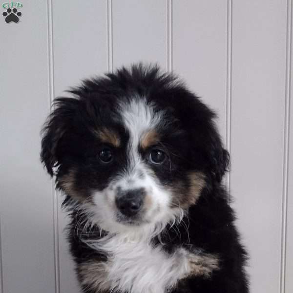 Finn, Miniature Australian Shepherd Puppy