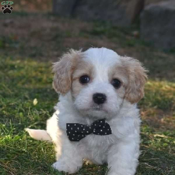 Teddy, Cavachon Puppy