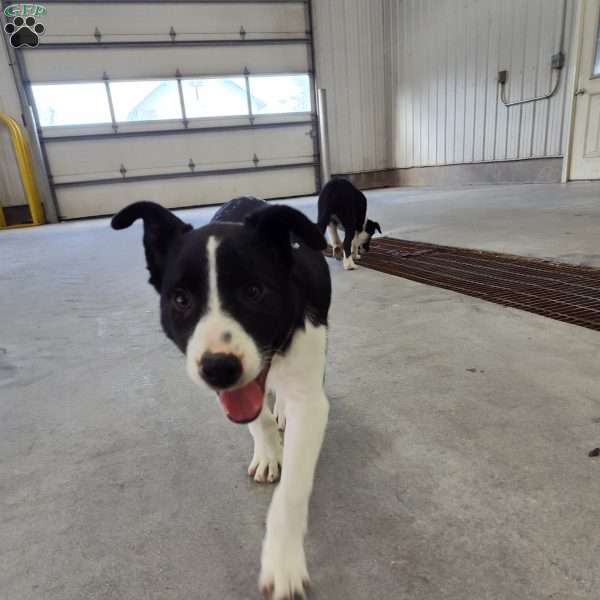 Green, Border Collie Puppy