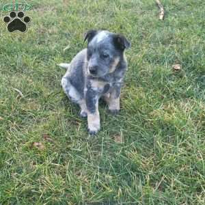 Pickle, Blue Heeler – Australian Cattle Dog Puppy