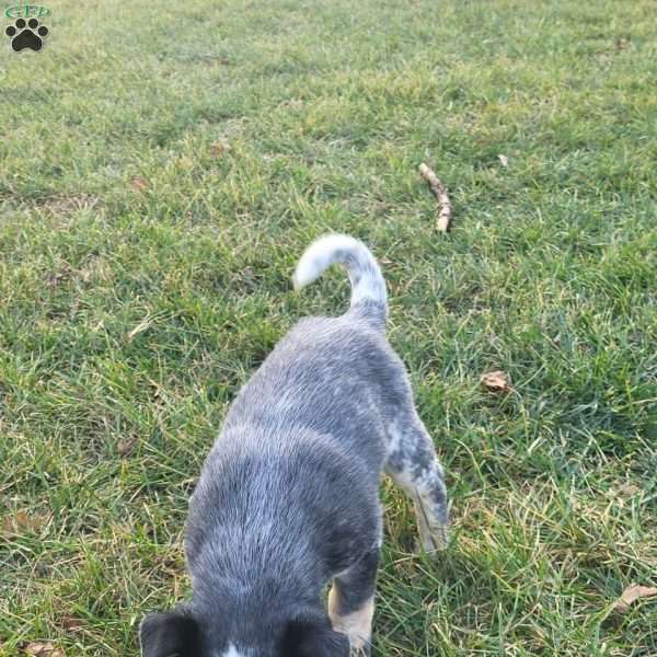 Pickle, Blue Heeler – Australian Cattle Dog Puppy