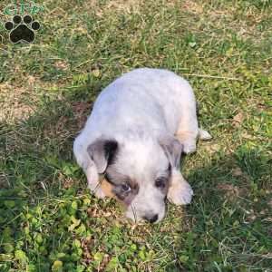 Peanuts, Blue Heeler – Australian Cattle Dog Puppy