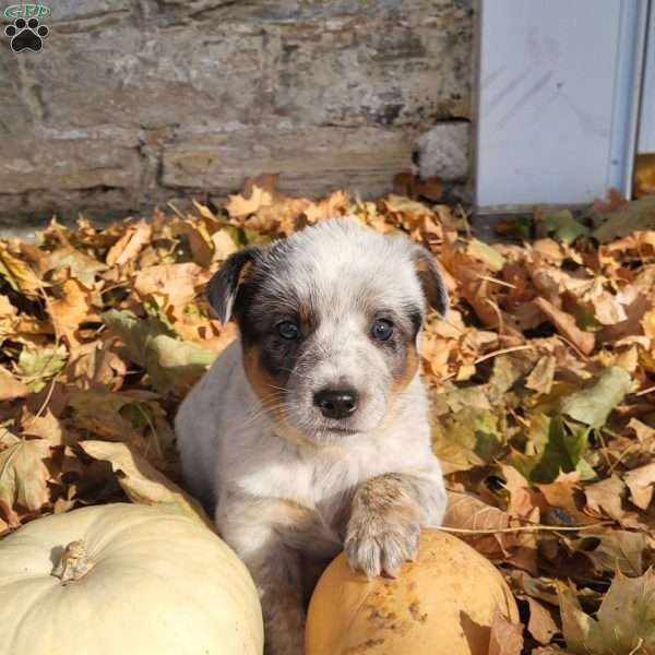 Peanuts, Blue Heeler – Australian Cattle Dog Puppy