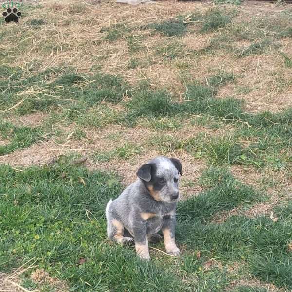 Penny, Blue Heeler – Australian Cattle Dog Puppy