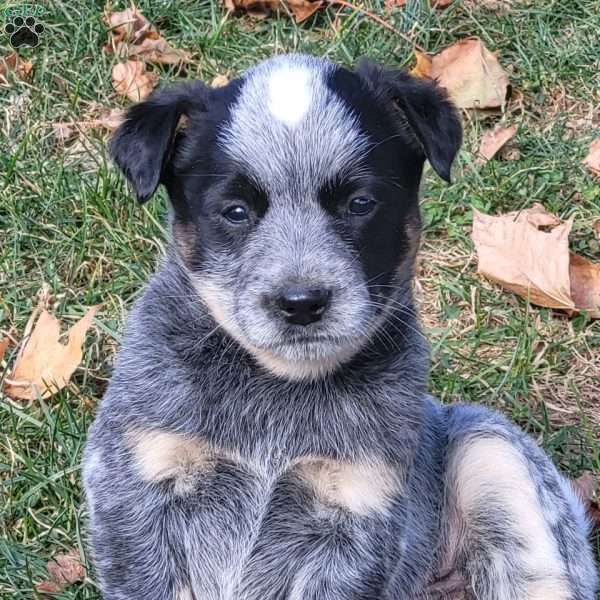 Polly, Blue Heeler – Australian Cattle Dog Puppy