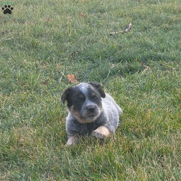 Popsicle, Blue Heeler – Australian Cattle Dog Puppy