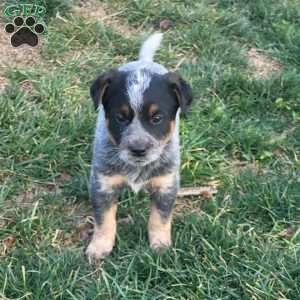 Popsicle, Blue Heeler – Australian Cattle Dog Puppy