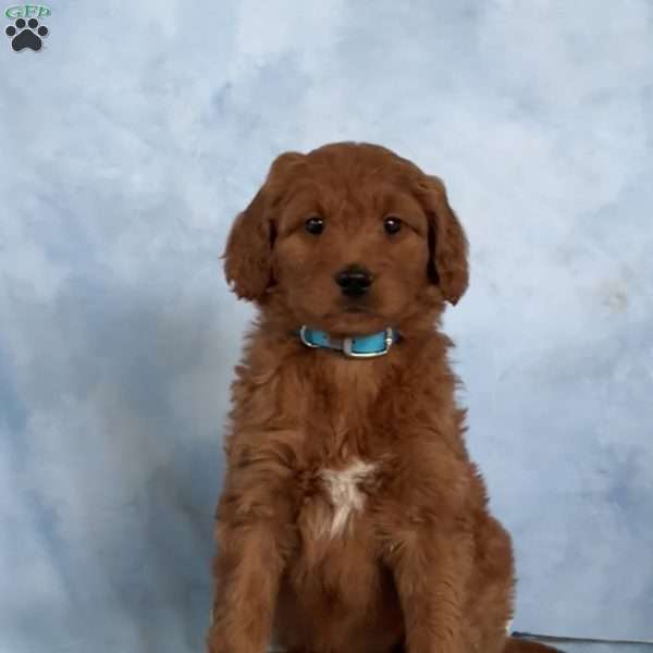 Dixie, Goldendoodle Puppy