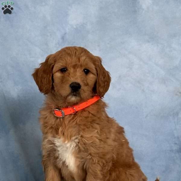 Destiny, Goldendoodle Puppy