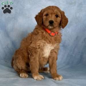 Destiny, Goldendoodle Puppy