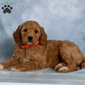 Destiny, Goldendoodle Puppy