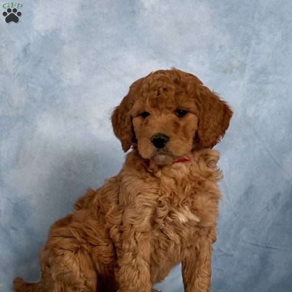 Dozer, Goldendoodle Puppy