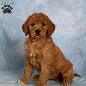 Dozer, Goldendoodle Puppy