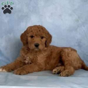 Dozer, Goldendoodle Puppy