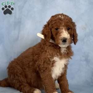 Lucy, Goldendoodle Puppy