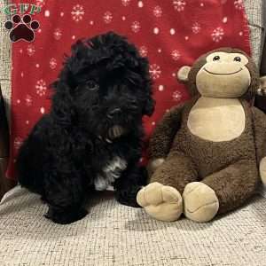 Bradly, Cavapoo Puppy