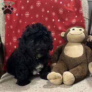 Bradly, Cavapoo Puppy