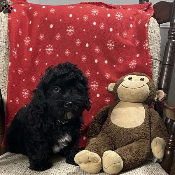 Bradly, Cavapoo Puppy