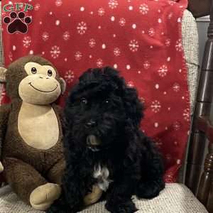 Bradly, Cavapoo Puppy