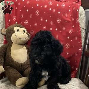 Bradly, Cavapoo Puppy