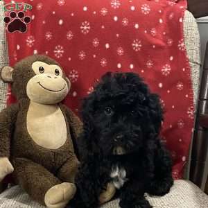 Bradly, Cavapoo Puppy