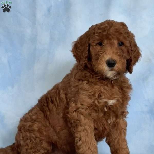 Linus, Goldendoodle Puppy