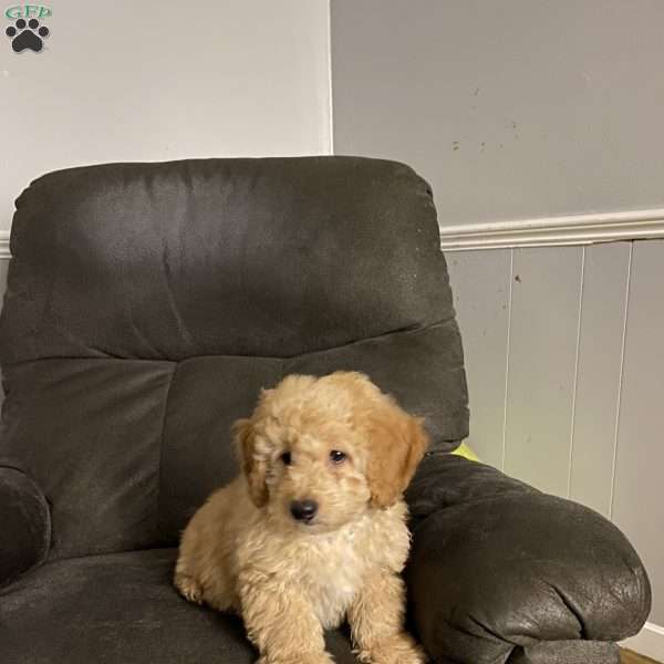 Bailey- F1bb, Mini Labradoodle Puppy