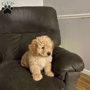 Bailey- F1bb, Mini Labradoodle Puppy