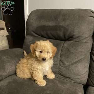 Bailey- F1bb, Mini Labradoodle Puppy