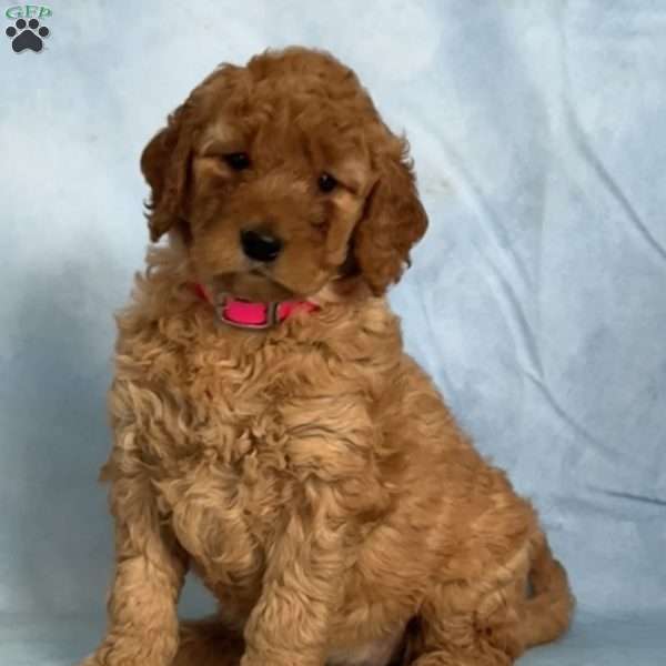 Flower, Mini Goldendoodle Puppy