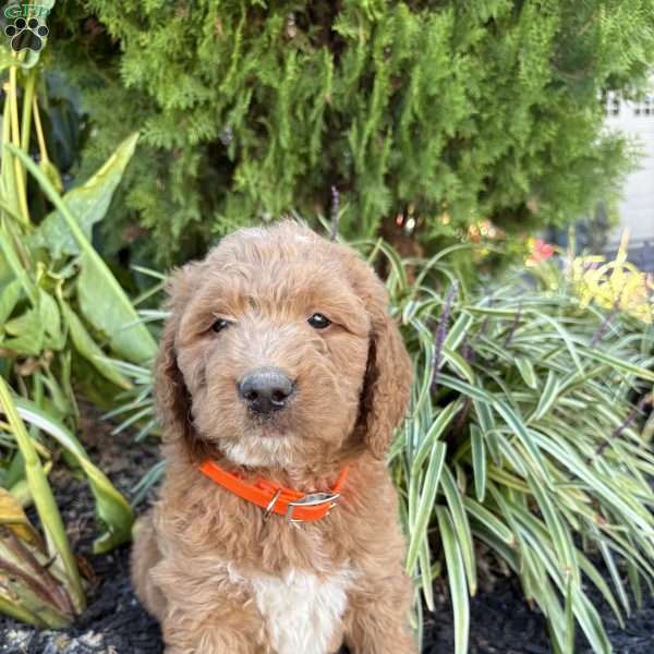 Milo, Goldendoodle Puppy