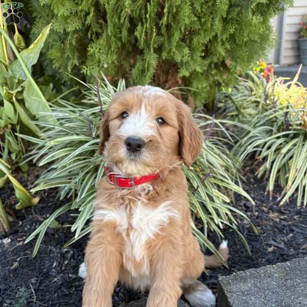 Cooper, Goldendoodle Puppy