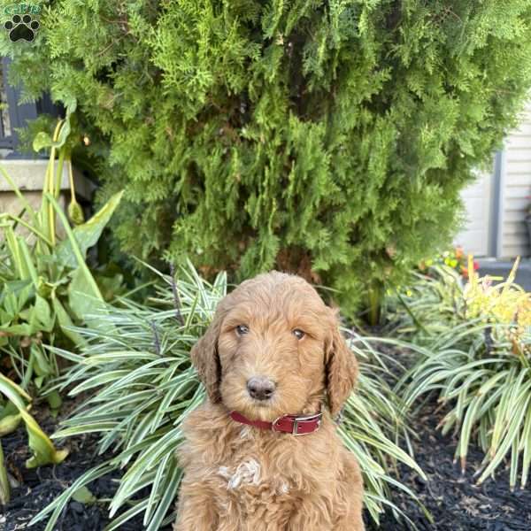 Buck, Goldendoodle Puppy