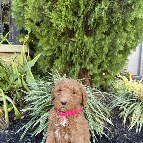 Bella, Goldendoodle Puppy