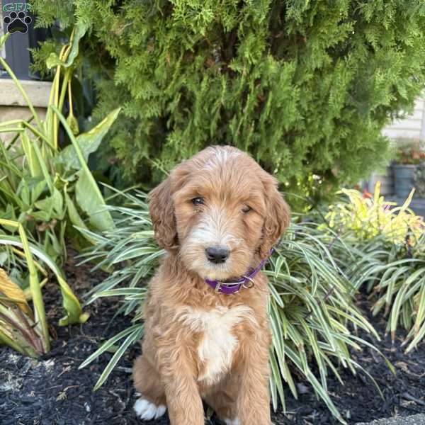 Chloe, Goldendoodle Puppy