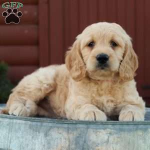 Tessa, Mini Goldendoodle Puppy