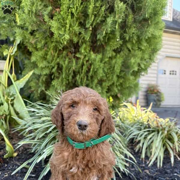 Chance, Goldendoodle Puppy