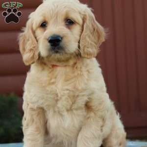 Tessa, Mini Goldendoodle Puppy