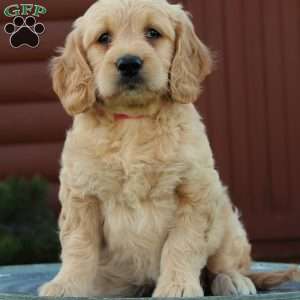 Tessa, Mini Goldendoodle Puppy