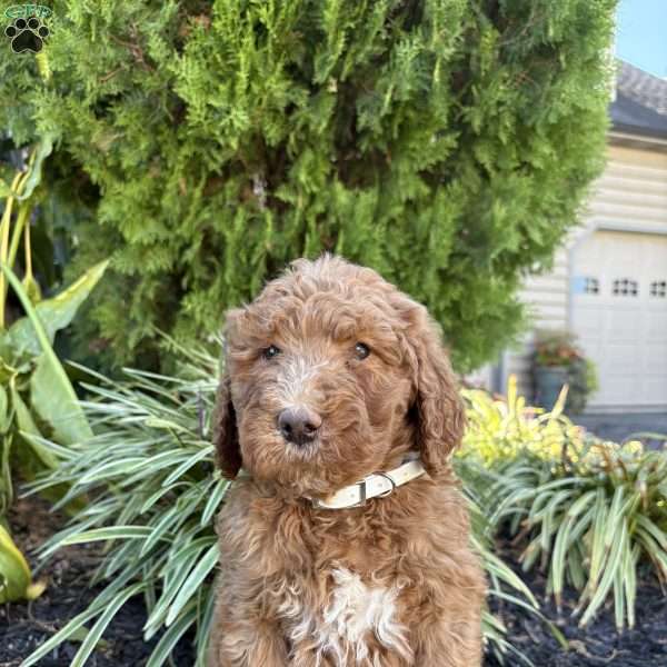 Max, Goldendoodle Puppy