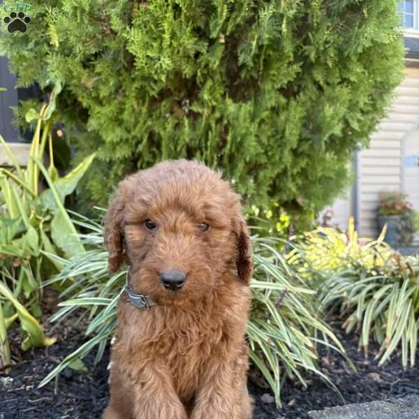 Rex, Goldendoodle Puppy