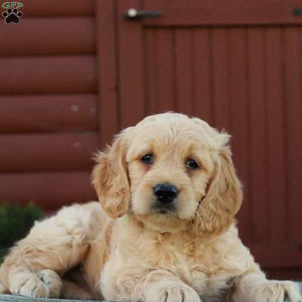 Tessa, Mini Goldendoodle Puppy