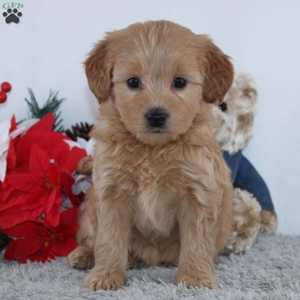 Faith, Mini Goldendoodle Puppy