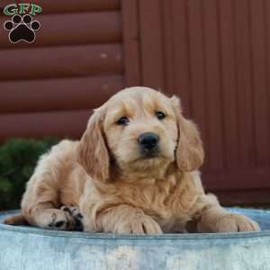 Trixie, Mini Goldendoodle Puppy