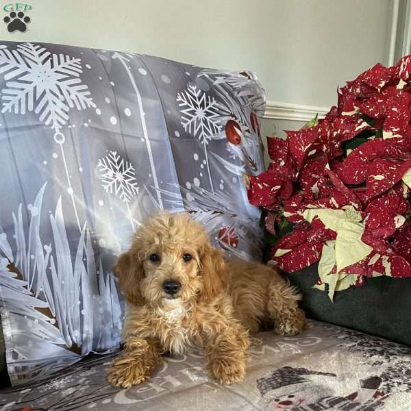 Chipper- F1bb, Mini Labradoodle Puppy