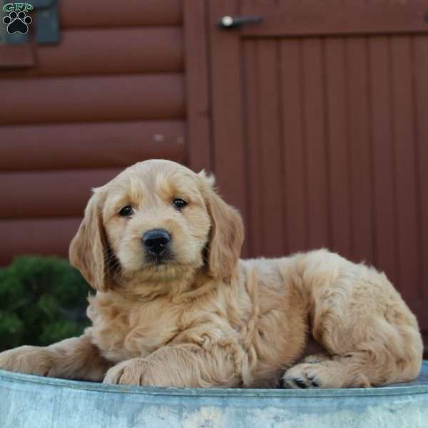 Trixie, Mini Goldendoodle Puppy