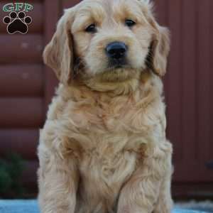 Trixie, Mini Goldendoodle Puppy