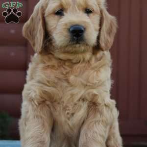 Trixie, Mini Goldendoodle Puppy