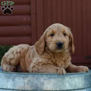 Teddy, Mini Goldendoodle Puppy